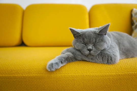 kot śpiący na musztardowej kanapie